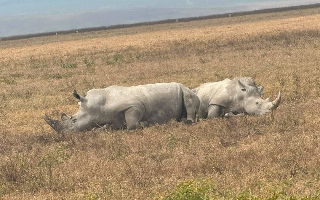 Ol Pejeta safari