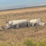 Ol Pejeta safari