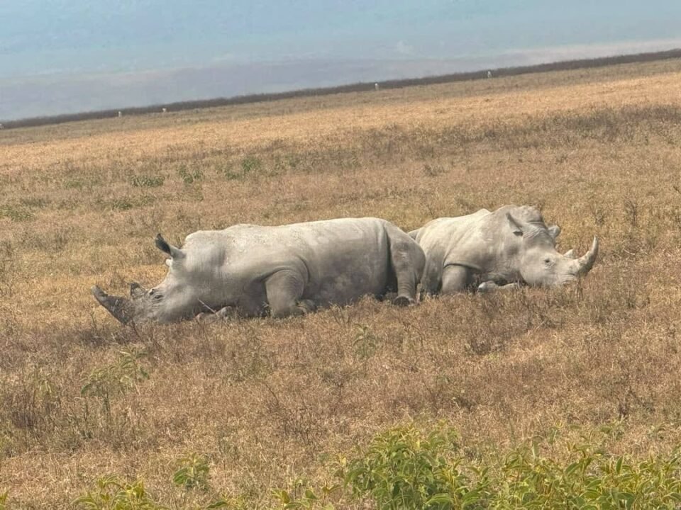 Ol Pejeta safari