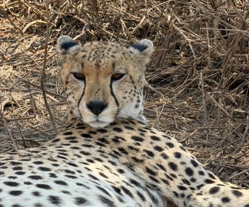 Ruaha National Park safari