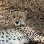 Samburu safari