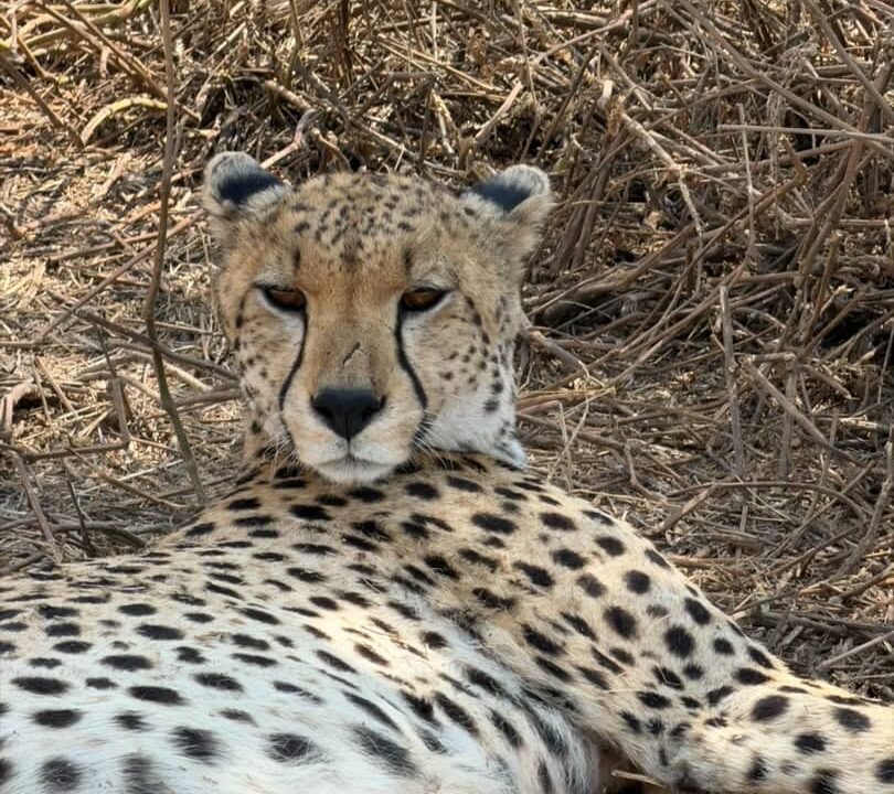 Samburu safari