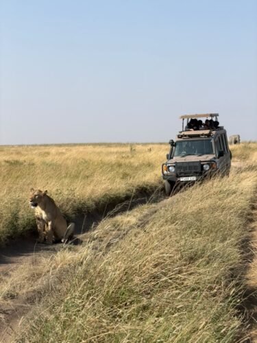 Central Serengeti wildlife game drive