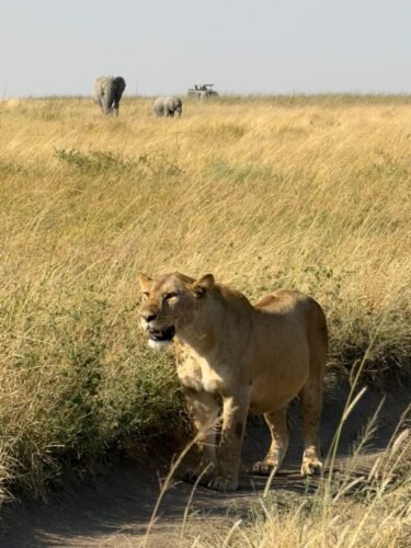 Lions in Serengeti National Park Tanzania
