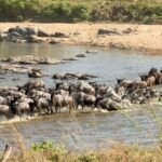 Serengeti National Park safari
