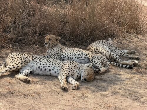 Serengeti wildlife during a Tanzania safari