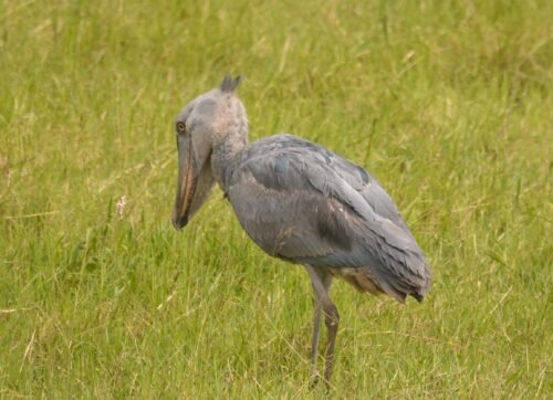 Shoebill bird in Mabamba Swamp Uganda