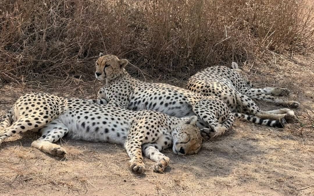 Southern Tanzania safari
