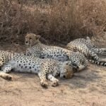 Southern Tanzania safari