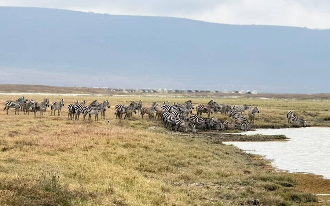 Tanzania safari packages