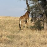 Tanzania safari and Zanzibar