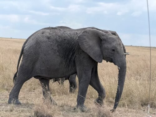 Elephants in Tarangire National Park Tanzania