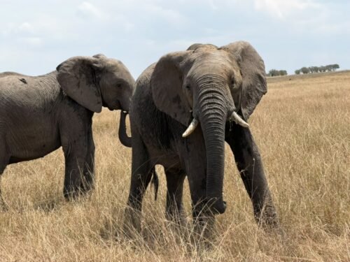 Elephants during a Tanzania wildlife safari in Tarangire