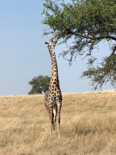 Giraffe in Tarangire National Park in Tanzania