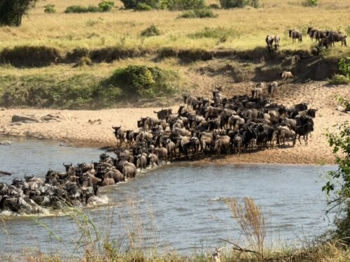 Great Migration wildebeest in Ndutu