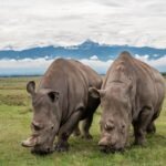 Northern white rhinos at Ol Pejeta Conservancy in Kenya
