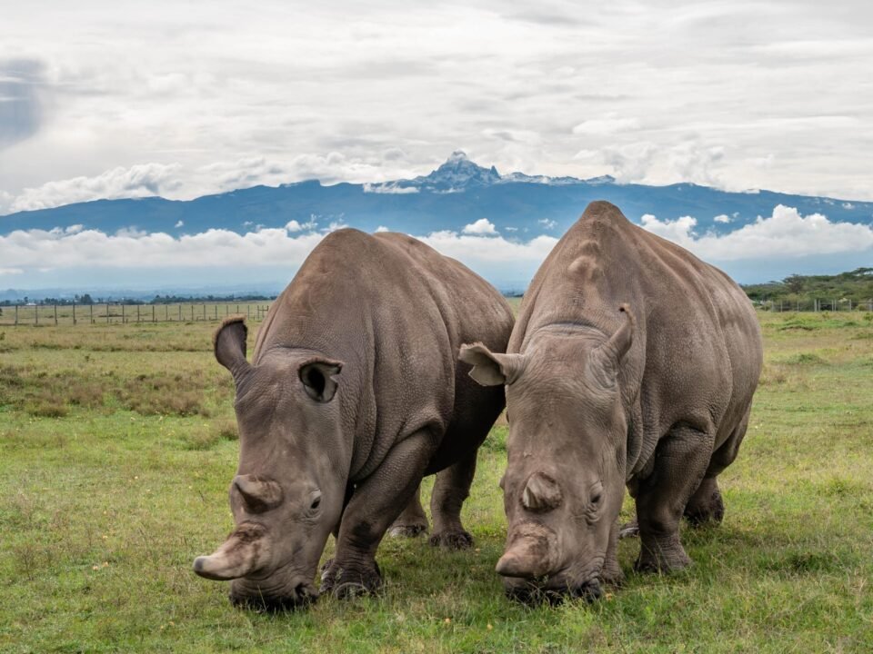 Northern white rhinos at Ol Pejeta Conservancy in Kenya