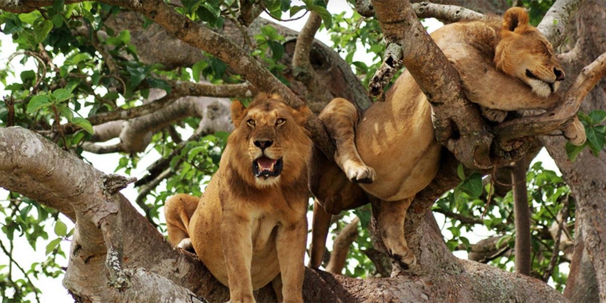 Tree-climbing lions resting in a fig tree in Queen Elizabeth National Park, Uganda.