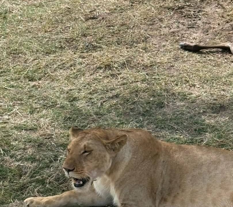 Tsavo East safari