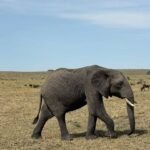 Tsavo West safari