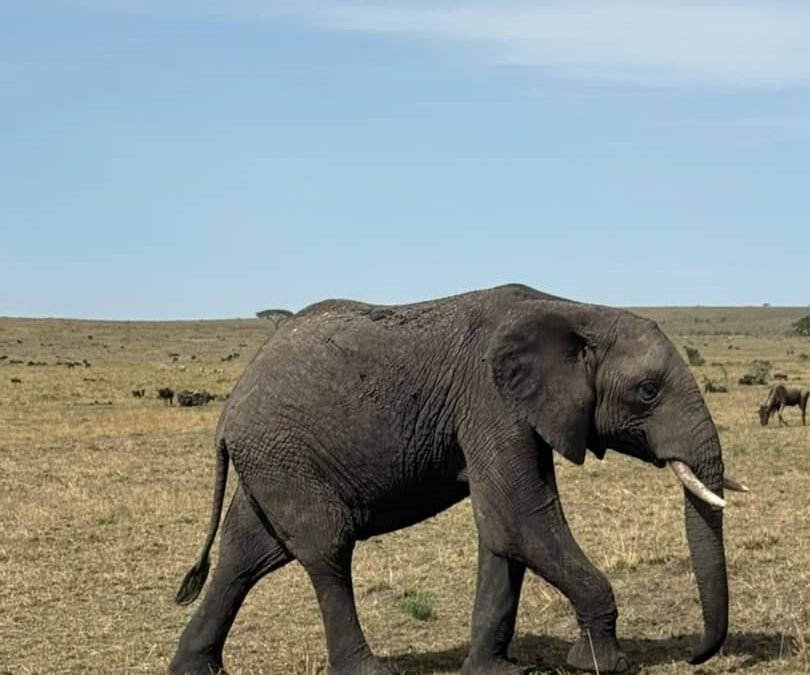 Tsavo West safari