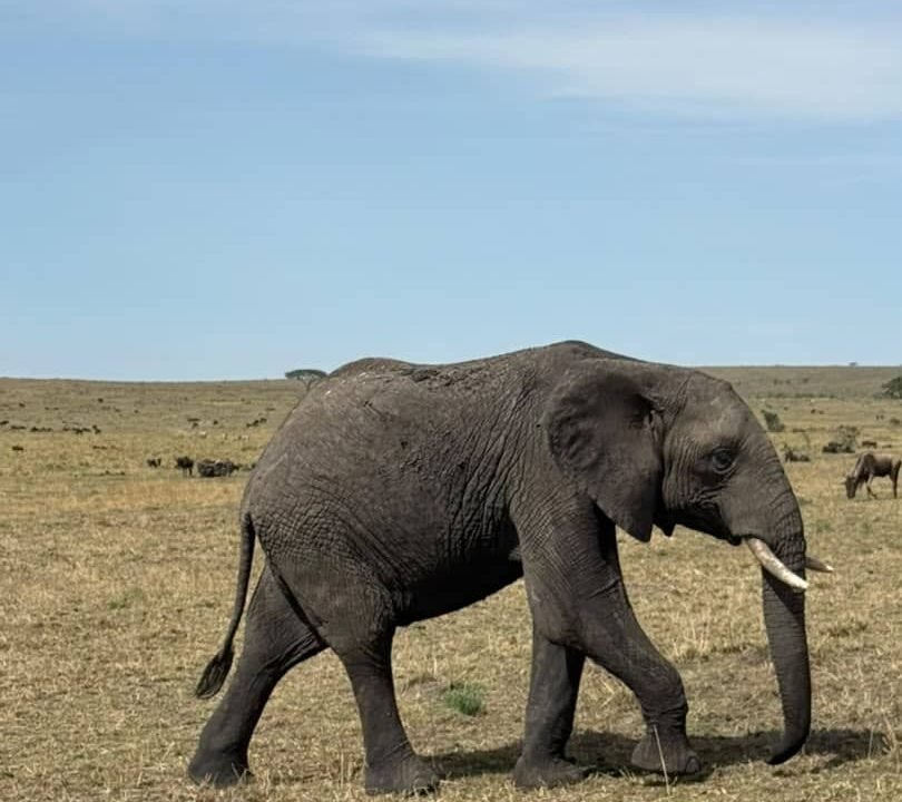 Tsavo West safari