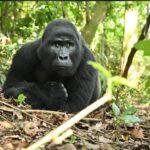 wildlife in Bwindi