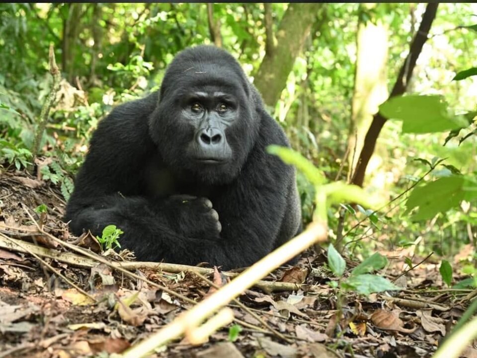 wildlife in Bwindi
