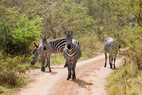 Herd of zebras standing on a safari track in Lake Mburo National Park, Uganda.