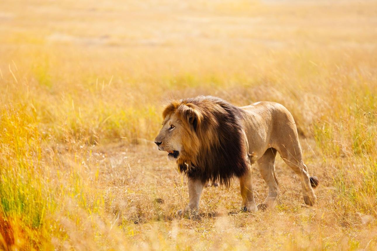 Lions resting in the Masai Mara during a Kenya wildlife safari