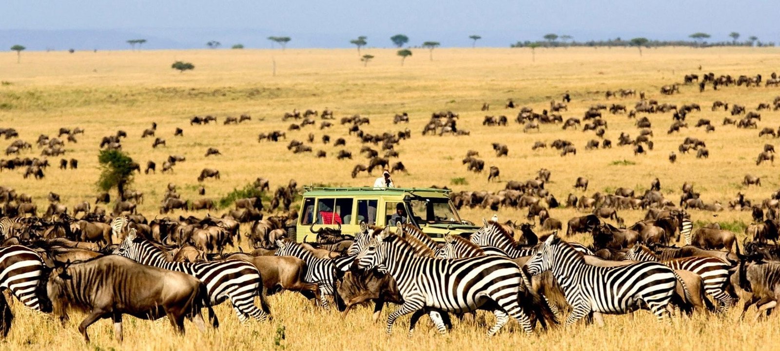 Wildebeest and zebras in Serengeti National Park Tanzania during an East Africa safari