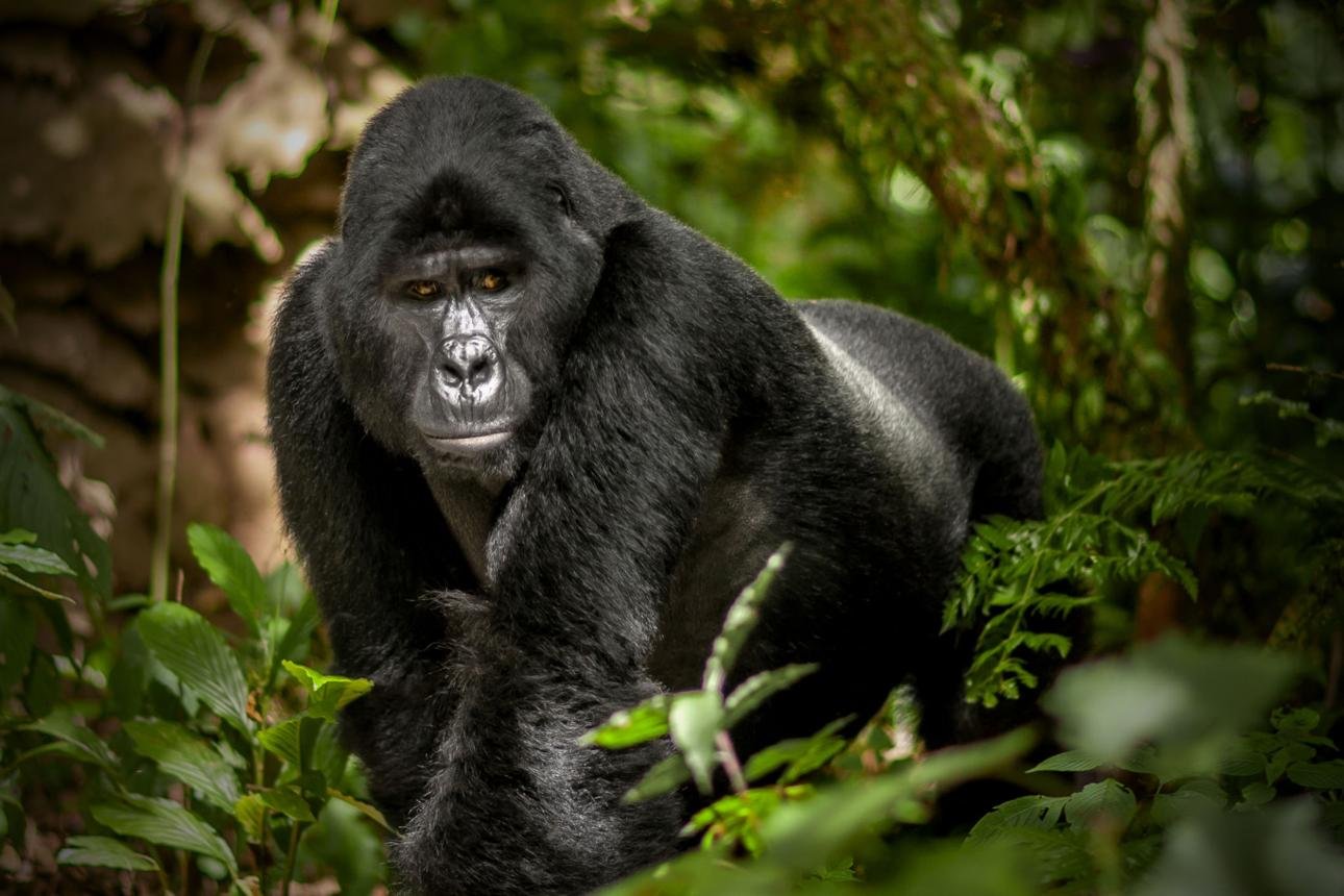 Mountain gorilla in Bwindi Impenetrable National Park during a Uganda AFCON 2027 safari holiday.