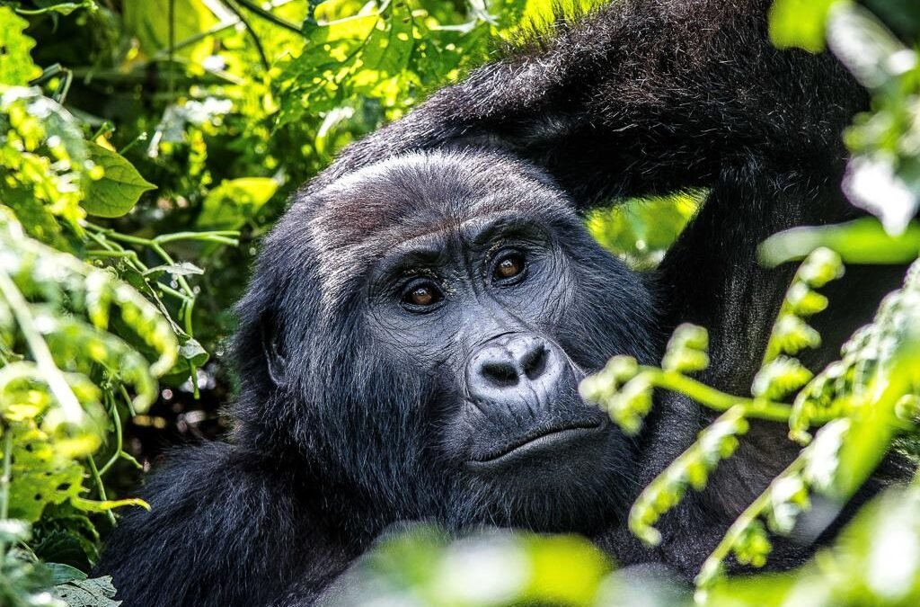 AFCON safari add-ons featuring mountain gorilla trekking in Uganda
