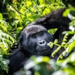 AFCON safari add-ons featuring mountain gorilla trekking in Uganda