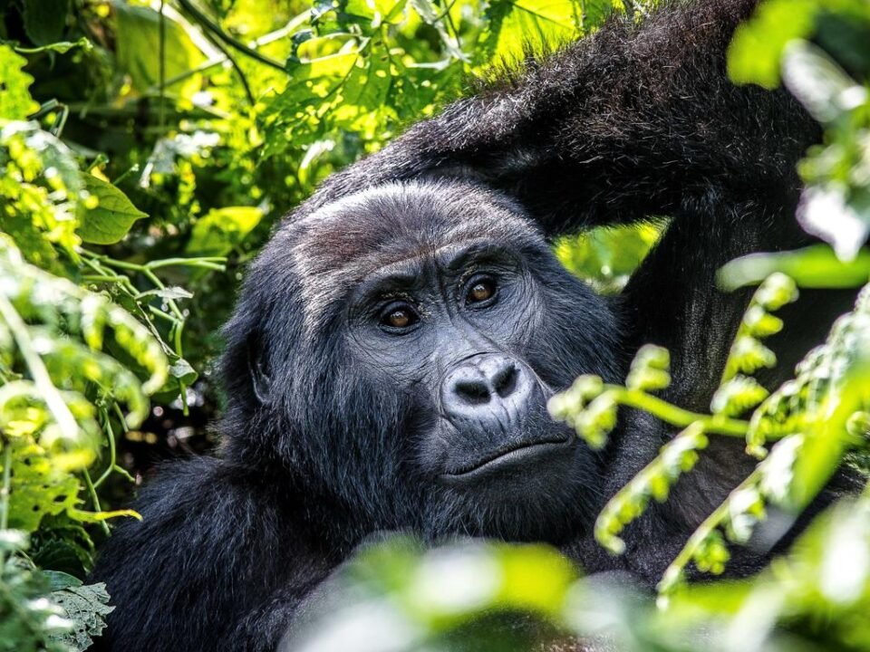 AFCON safari add-ons featuring mountain gorilla trekking in Uganda