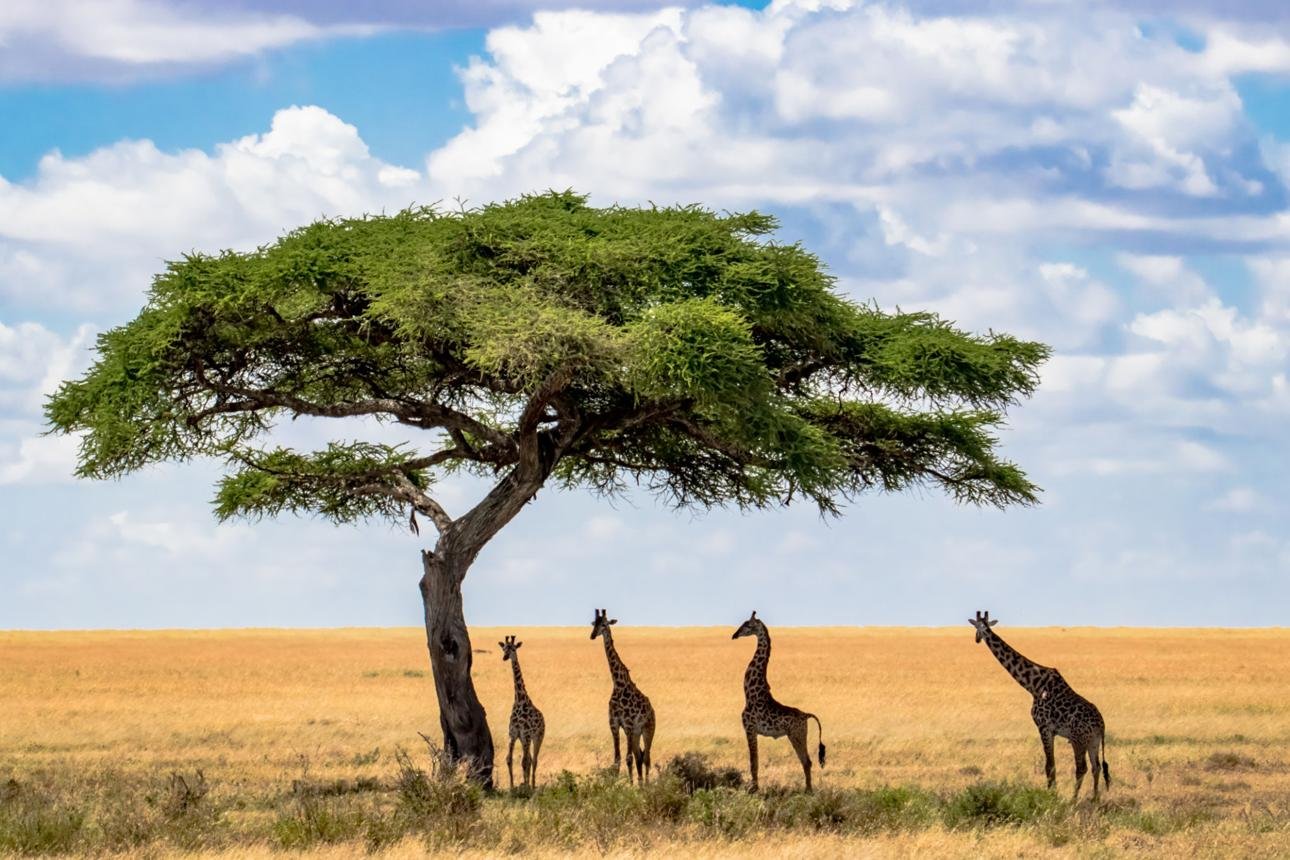 Giraffes in Serengeti National Park during a Tanzania safari