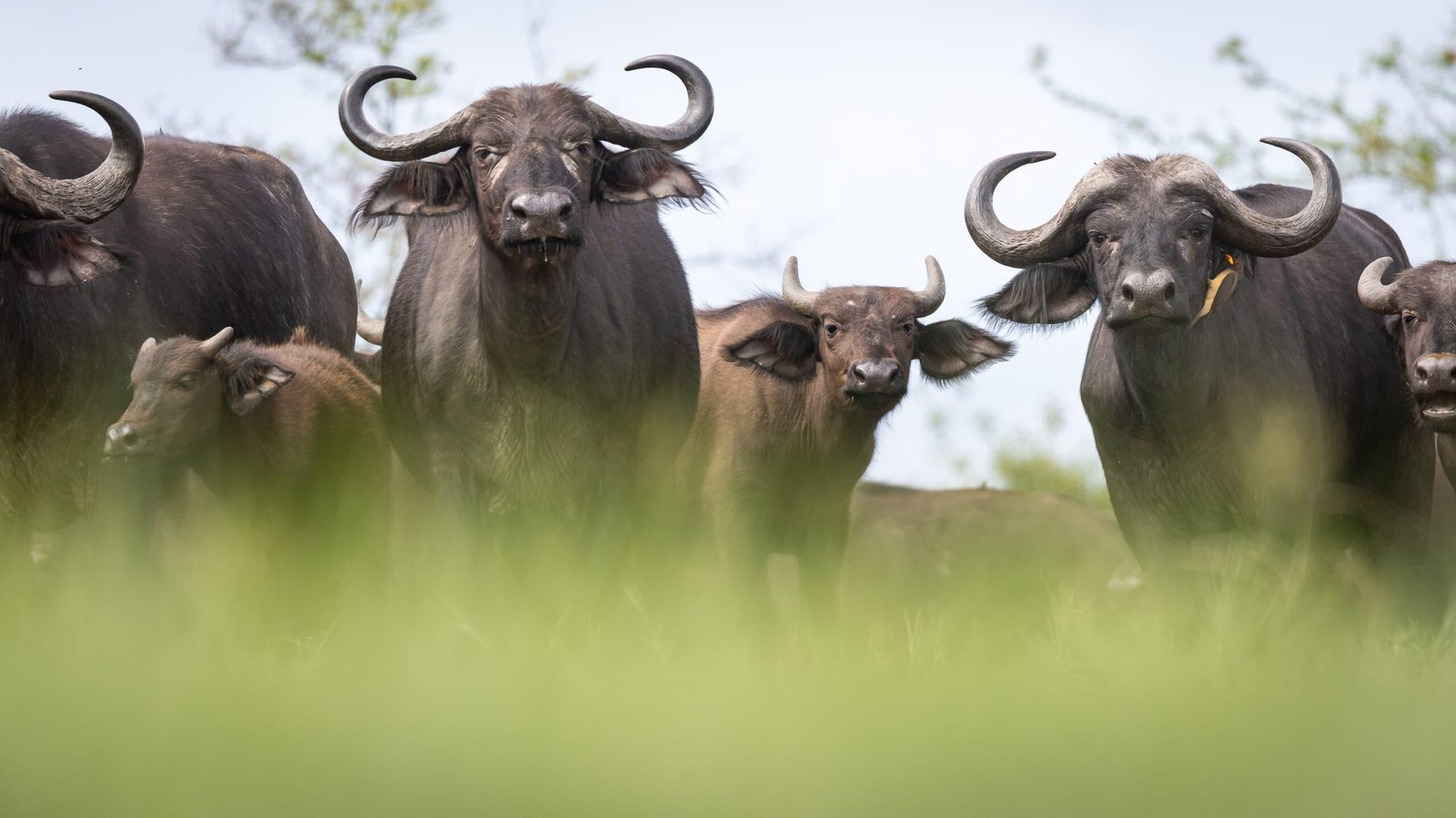 Herd of African buffaloes grazing in Akagera National Park during a Rwanda Big Five safari.