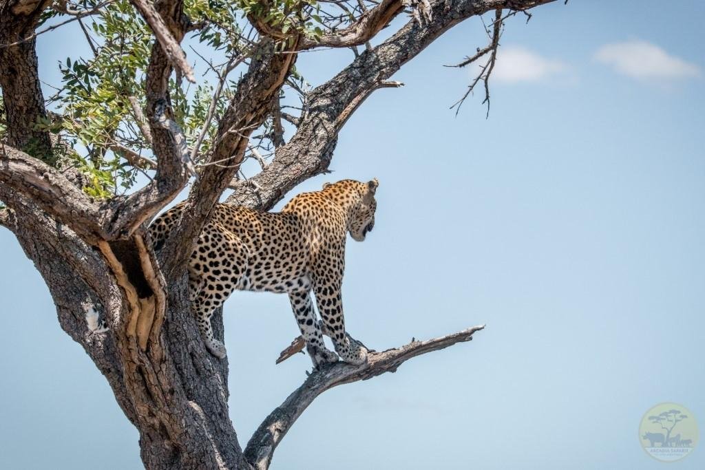 African leopard resting in a tree in a savannah woodland habitat.
