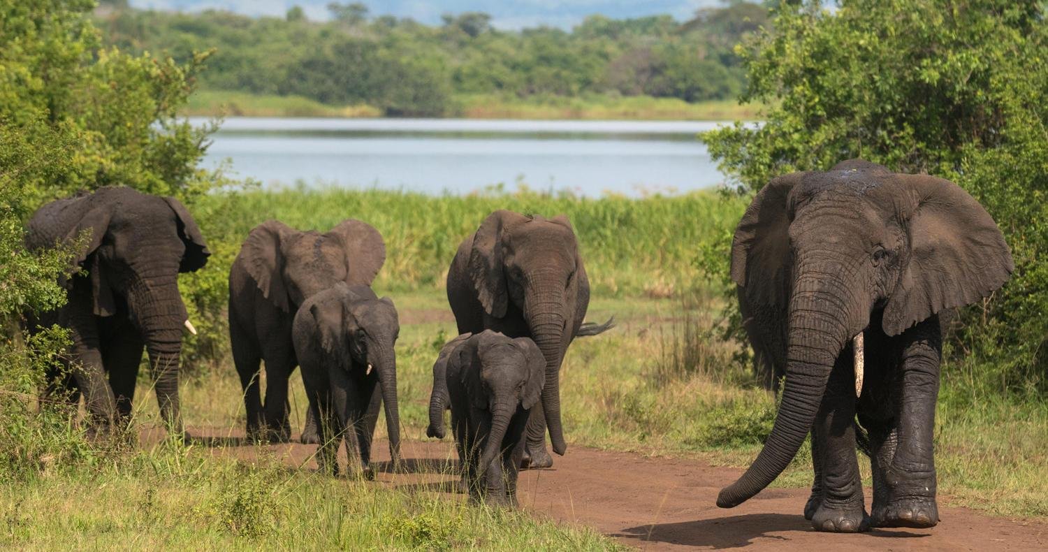 African elephants in Akagera National Park during a Rwanda wildlife safari.