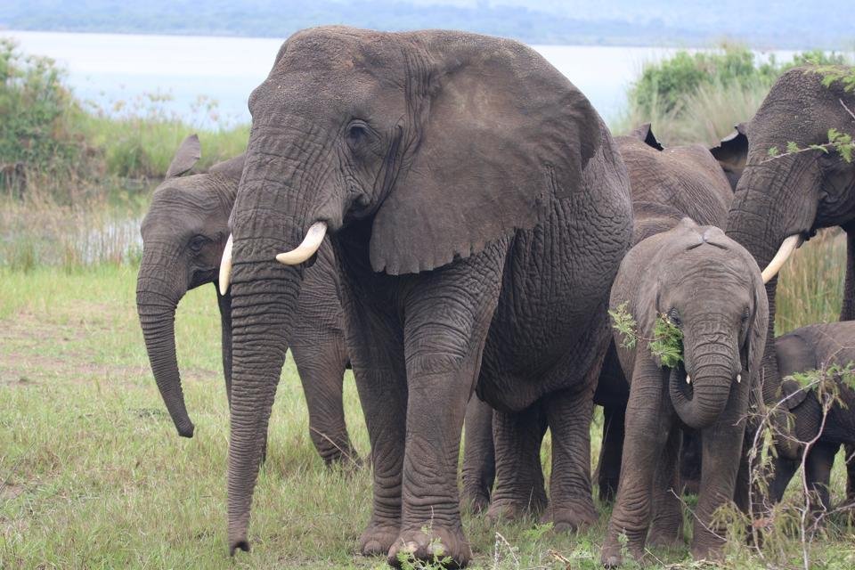 African elephants roaming the savannah of Akagera National Park in Rwanda.