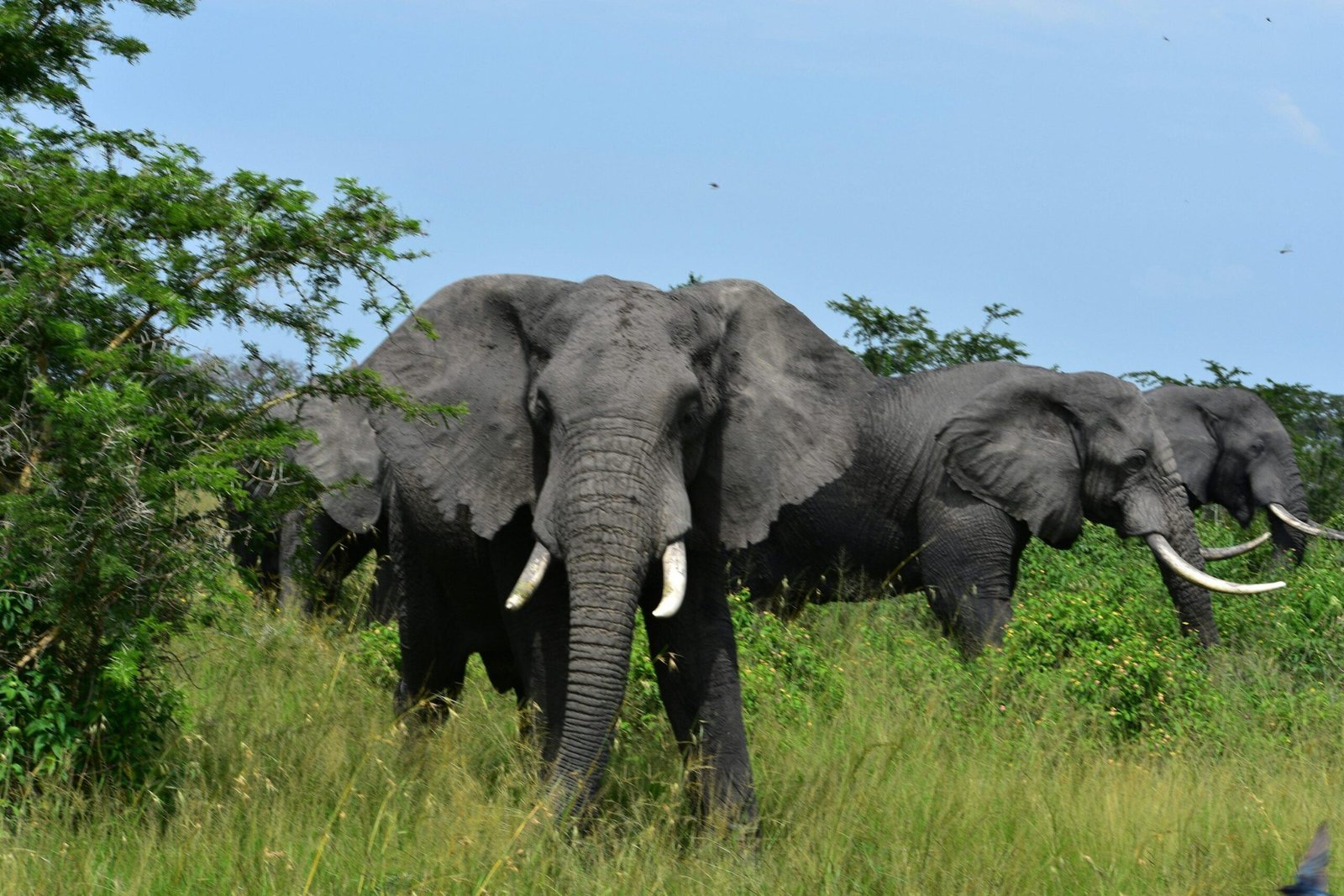 African elephants walking through the savannah in Akagera National Park during a Rwanda wildlife safari.