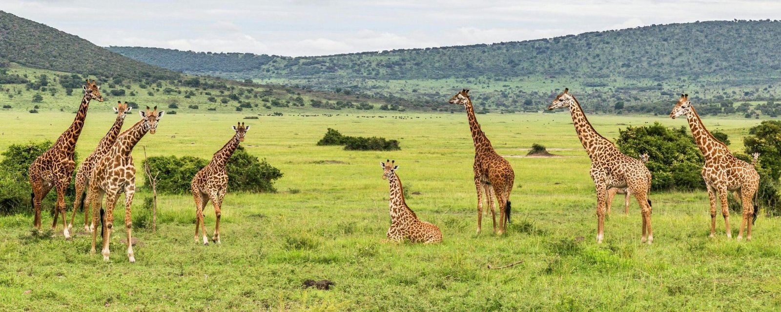 Giraffes walking across the savannah in Akagera National Park, Rwanda.