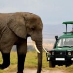 Elephants roaming Akagera National Park during a wildlife safari in Rwanda