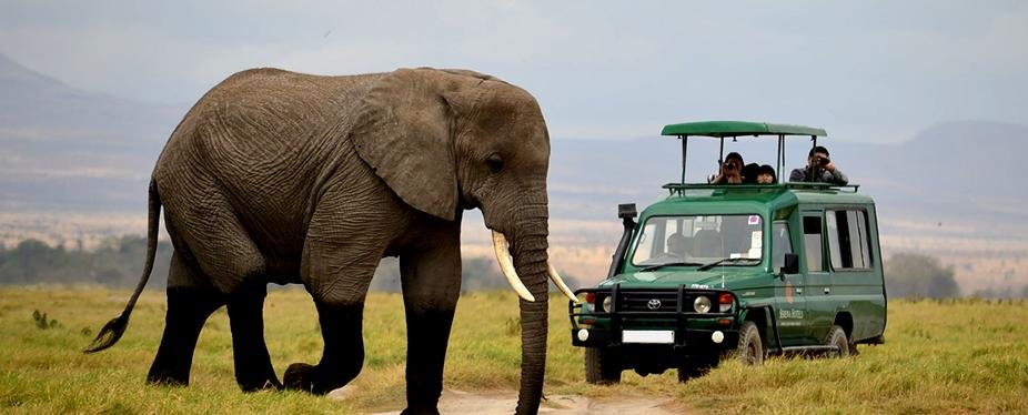 Elephants roaming Akagera National Park during a wildlife safari in Rwanda
