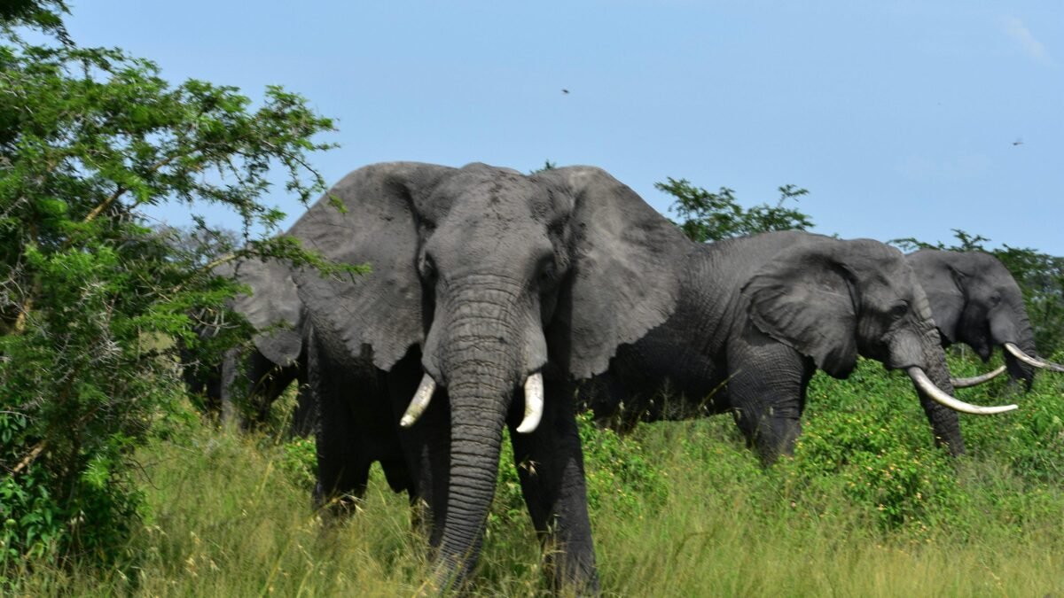 Akagera National Park vs Volcanoes National Park showing elephants in Akagera and mountain gorillas in Rwanda
