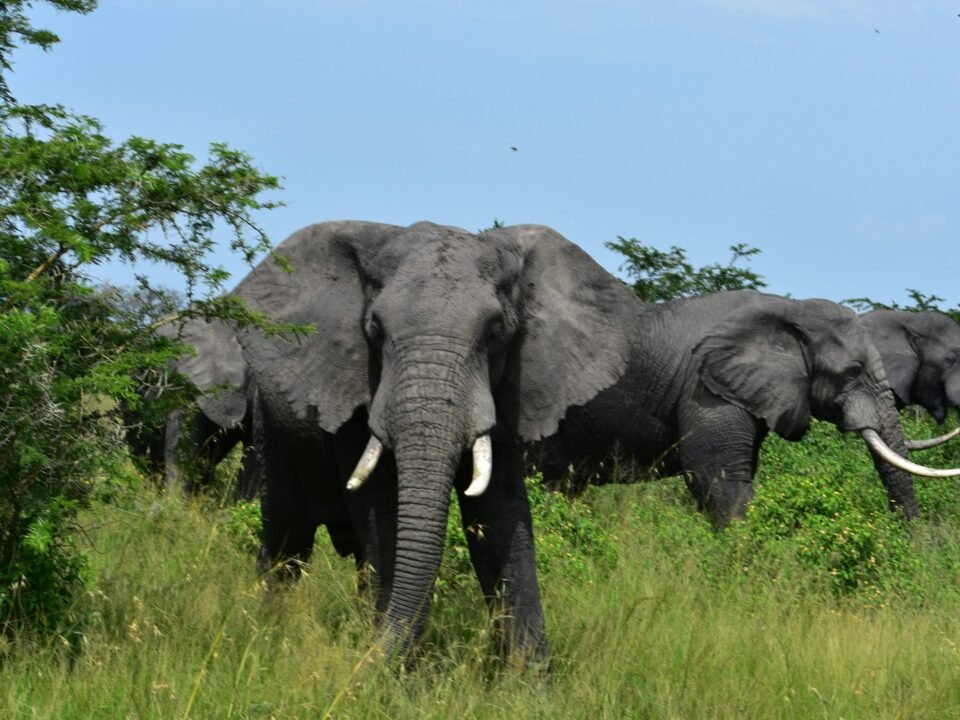 Akagera National Park vs Volcanoes National Park showing elephants in Akagera and mountain gorillas in Rwanda
