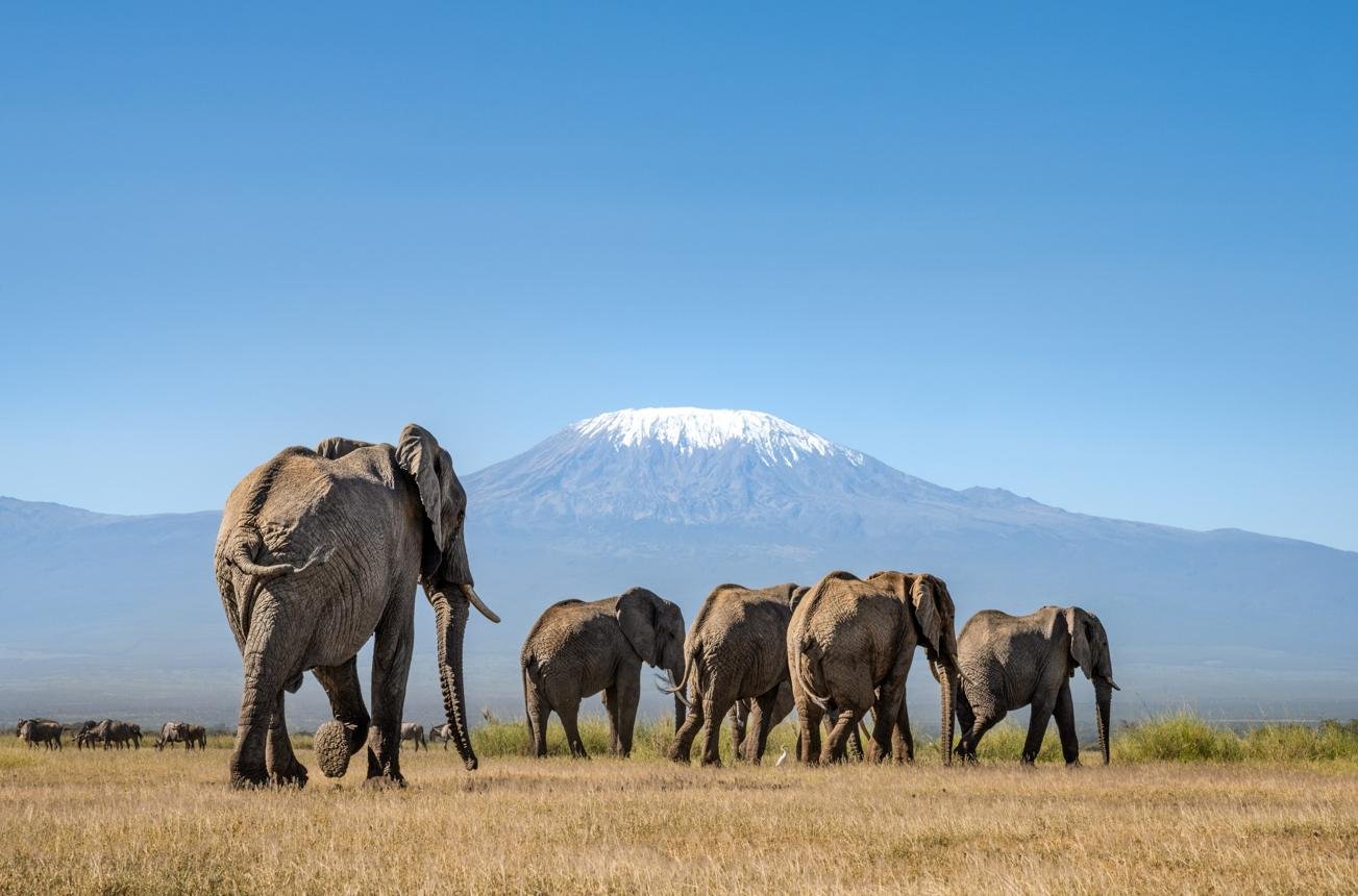 Elephants in Amboseli National Park with Mount Kilimanjaro in the background