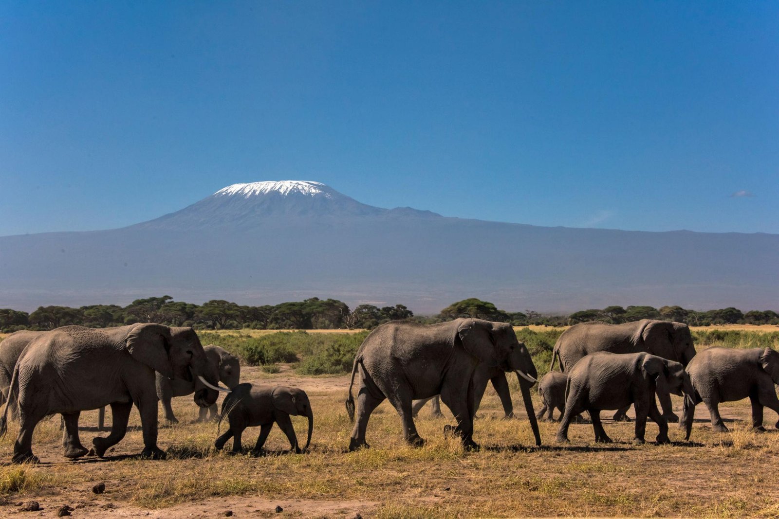 African elephants walking across Amboseli National Park with Mount Kilimanjaro in the background.