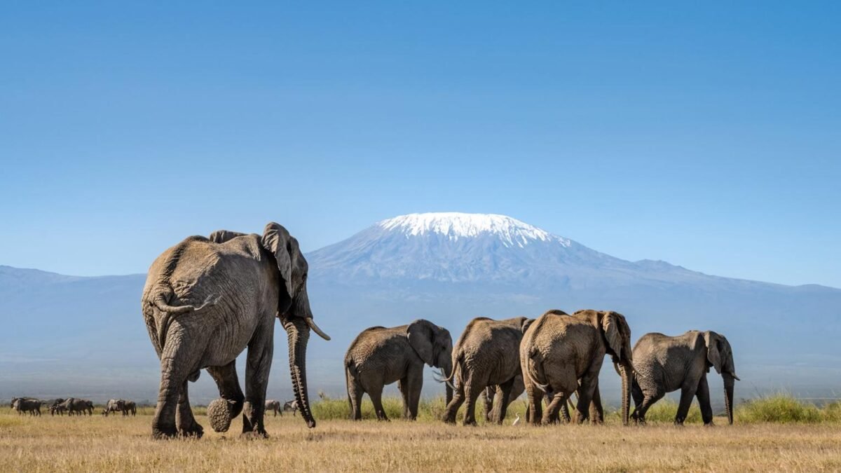 Large African elephants walking across Amboseli National Park with Mount Kilimanjaro in the background.