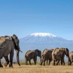 Large African elephants walking across Amboseli National Park with Mount Kilimanjaro in the background.